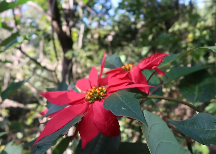 Дом отдыха Maria Quinta 2 